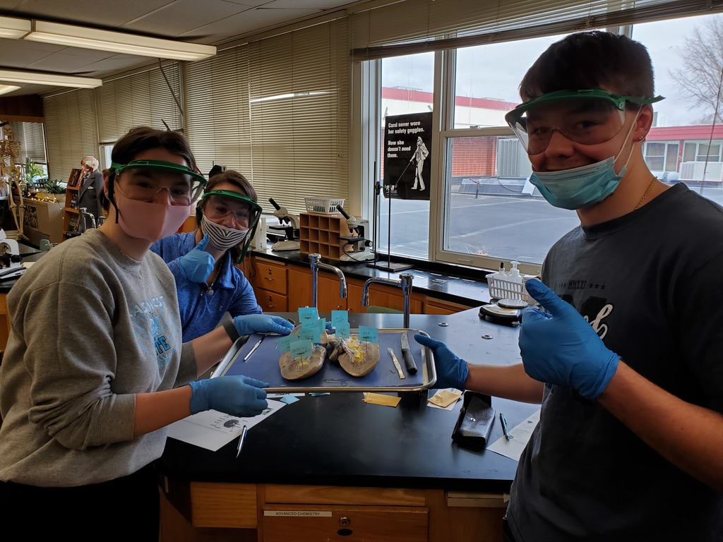 A&P Kidney Dissection