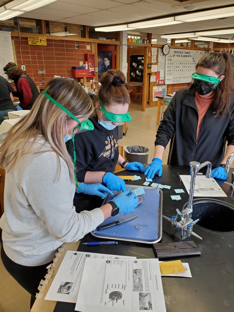 A&P Kidney Dissection