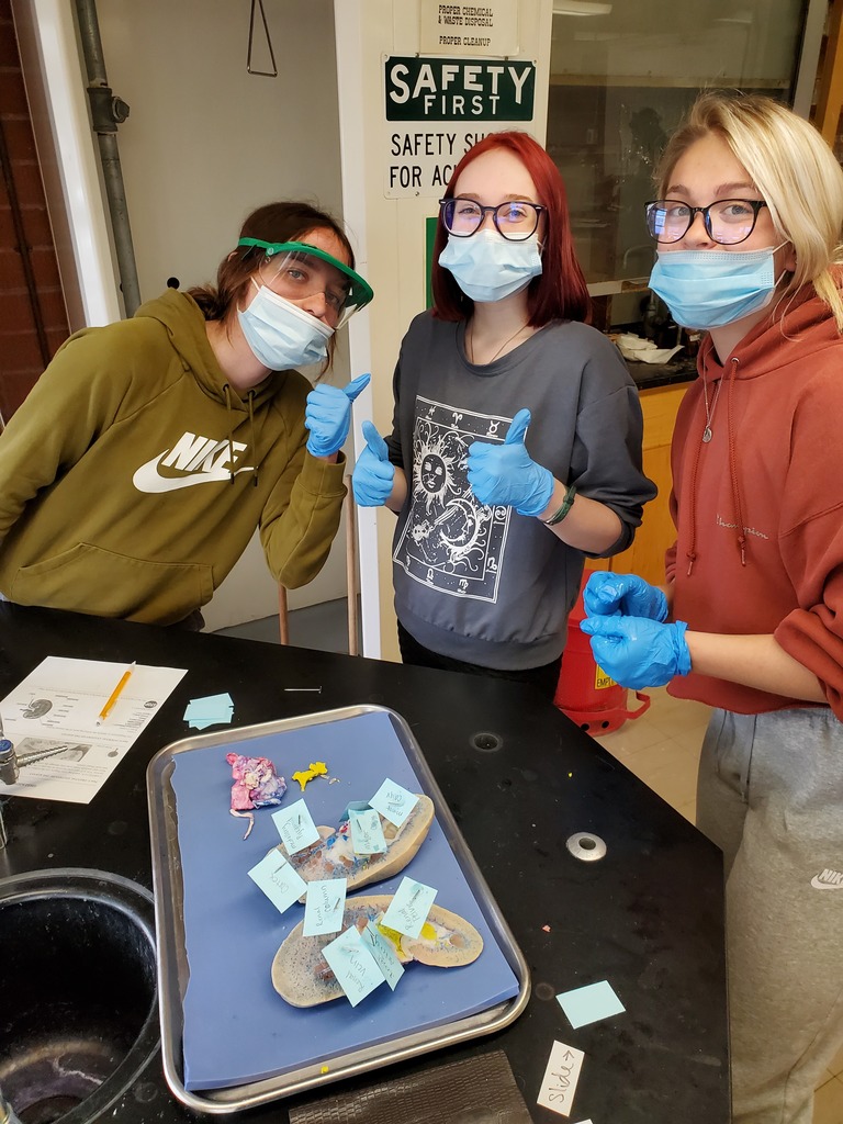 A&P Kidney Dissection